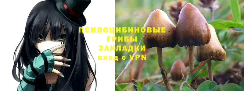 Псилоцибиновые грибы Psilocybe  Бежецк 